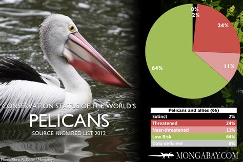 how many pelicans are in the world